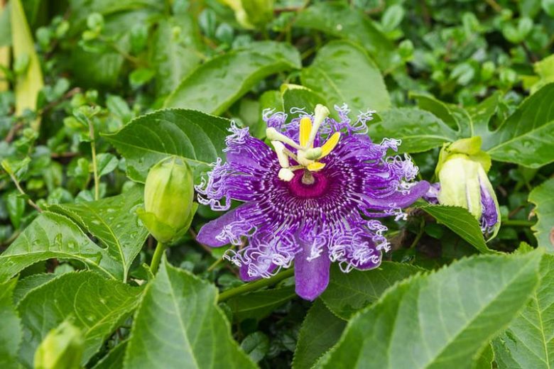 Native Plants, Native Perennials, Native Vines, Florida Native Plant, Florida Native Perennials, Florida Native Vines
