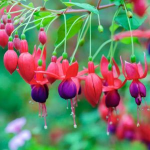 Hardy fuchsia, hardy fuchsias, flowering shrubs, fuchsia beds, summer flowers