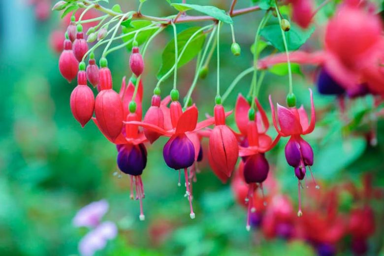 Hardy fuchsia, hardy fuchsias, flowering shrubs, fuchsia beds, summer flowers