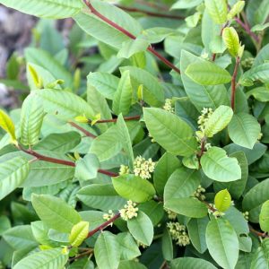 Rhamnus californica, California Buckthorn, California Coffeeberry, Frangula californica