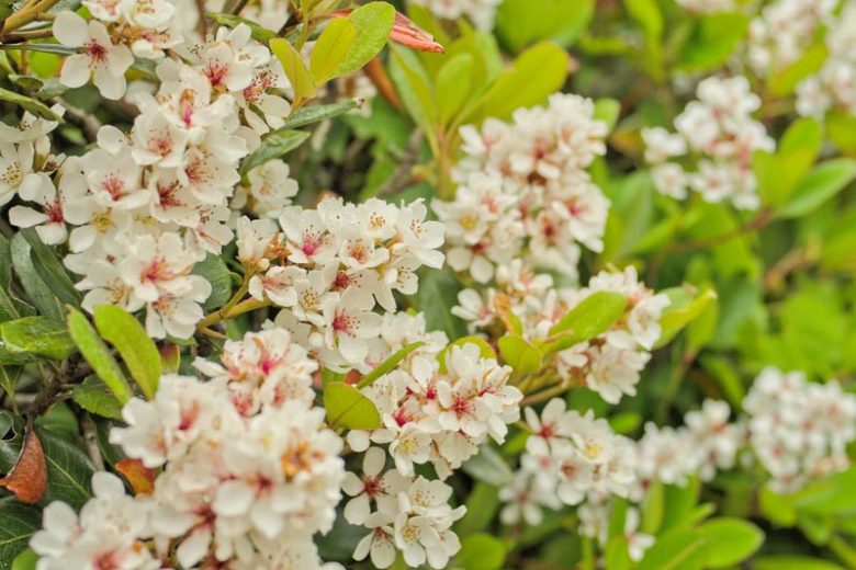 Rhaphiolepis umbellata 'Minor', Indian Hawthorn 'Minor', Yeddo Hawthorn 'Minor', white flowers, fragrant shrub, evergreen shrub