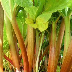 Rheum rhabarbarum, Rhubarb, Wavy-Leaved Rhubarb, Rheum undulatum