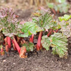Rheum x hybridum 'Ace Of Hearts', Rhubarb Ace Of Hearts, Rheum 'Ace of Hearts', Rheum 'Ace of Spades', Ornamental Rhubarb