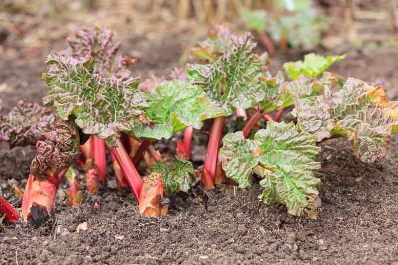 Rheum x hybridum 'Ace Of Hearts', Rhubarb Ace Of Hearts, Rheum 'Ace of Hearts', Rheum 'Ace of Spades', Ornamental Rhubarb
