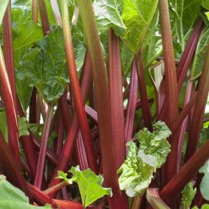 Rheum x hybridum 'Canada Red', Rhubarb 'Canada Red', Garden Rhubarb, Edible Rhubard, Pie Rhubarb