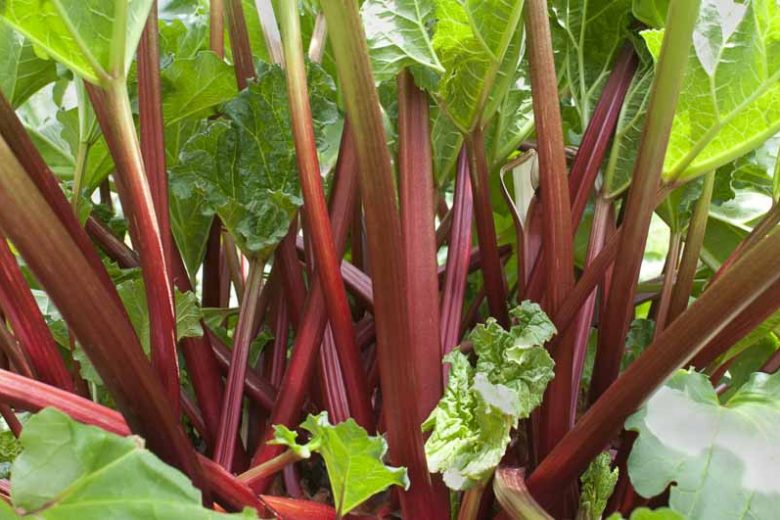Rheum x hybridum 'Canada Red', Rhubarb 'Canada Red', Garden Rhubarb, Edible Rhubard, Pie Rhubarb