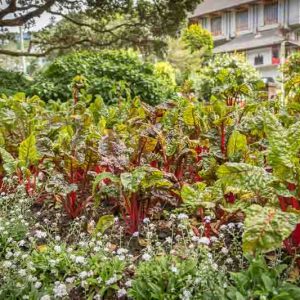Rheum x hybridum 'Valentine', Rhubarb 'Valentine', Garden Rhubarb, Edible Rhubard, Pie Rhubarb