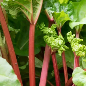 Rheum x hybridum 'Crimson Red', Rhubarb 'Crimson Red', Garden Rhubarb, Edible Rhubard, Pie Rhubarb
