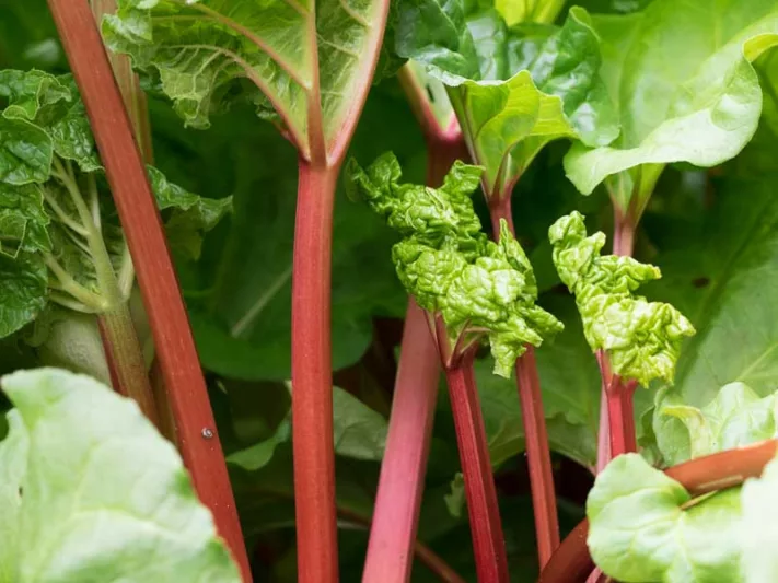Rheum x hybridum 'Crimson Red', Rhubarb 'Crimson Red', Garden Rhubarb, Edible Rhubard, Pie Rhubarb