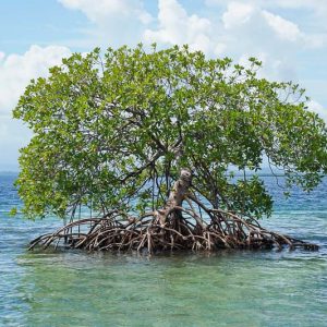 Rhizophora mangle, Red Mangrove, Florida Native Shrub, Florida Native Tree, Evergreen Shrub, Evergreen Tree