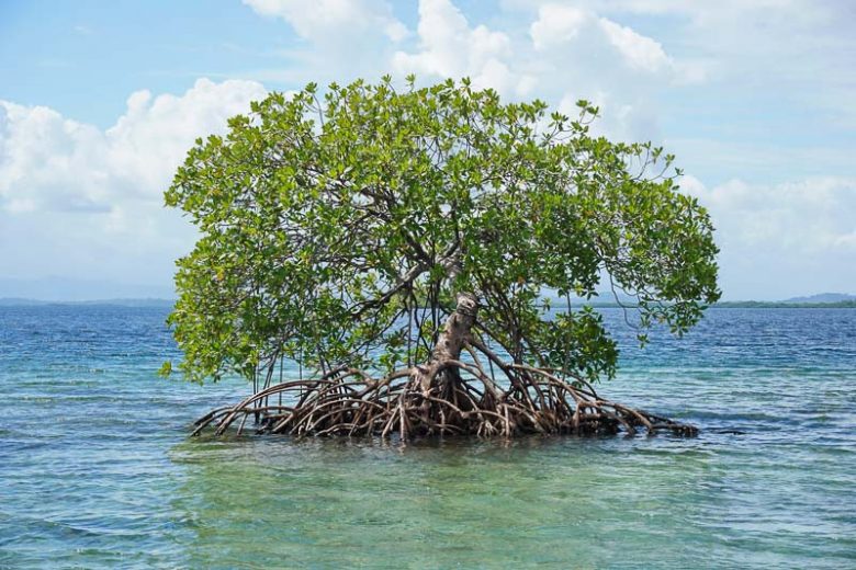 Rhizophora mangle, Red Mangrove, Florida Native Shrub, Florida Native Tree, Evergreen Shrub, Evergreen Tree