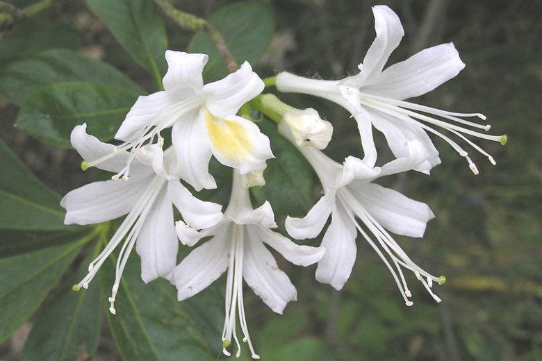 Rhododendron alabamense, Alabama Azalea, Azalea alabamensis, Fragrant Azalea, Fragrant Rhododendron, White Azalea, White Rhododendron, White Flowering Shrub