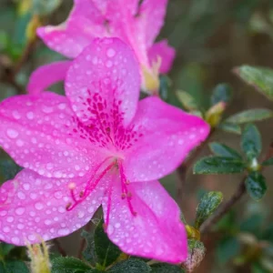 Rhododendron Autumn Royalty, Encore Azalea Series, Rhododendron 'Conlecs', Re-blooming Rhododendrons, Purple Azalea, Purple Rhododendron, Purple Flowering Shrub, Lavender Azalea, Lavender Azalea, Lavender Rhododendron, Flowering Shrub,