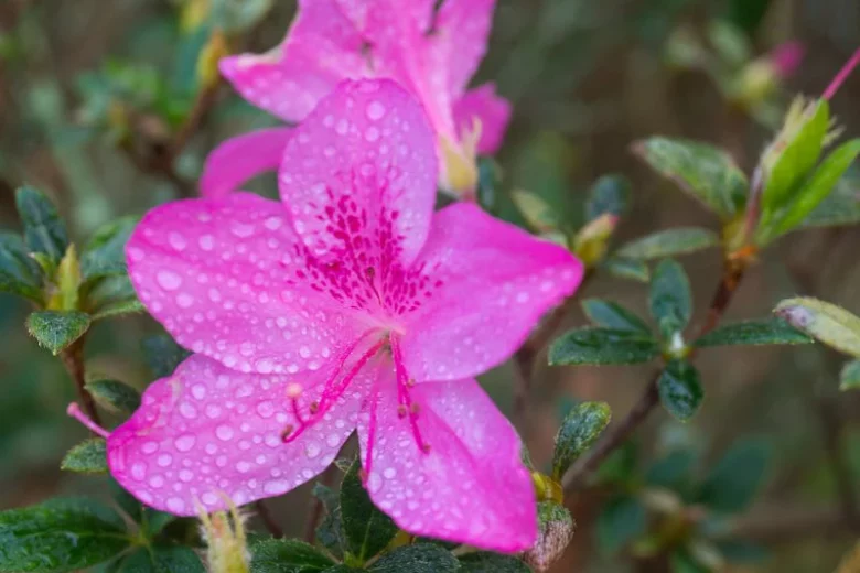 Rhododendron Autumn Royalty, Encore Azalea Series, Rhododendron 'Conlecs', Re-blooming Rhododendrons, Purple Azalea, Purple Rhododendron, Purple Flowering Shrub, Lavender Azalea, Lavender Azalea, Lavender Rhododendron, Flowering Shrub,