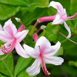 Rhododendron canescens, Mountain Azalea, Wild Azalea, Honeysuckle Azalea, Piedmont Azalea, Sweet Azalea, Hoary Azalea, Southern Pinxterflower, Azalea candida, Azalea canescens,
