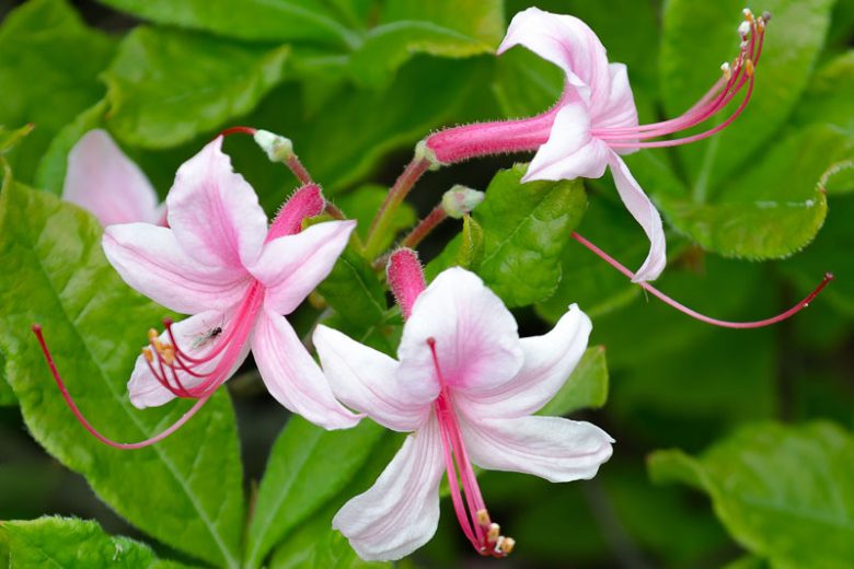 Rhododendron canescens, Mountain Azalea, Wild Azalea, Honeysuckle Azalea, Piedmont Azalea, Sweet Azalea, Hoary Azalea, Southern Pinxterflower, Azalea candida, Azalea canescens,
