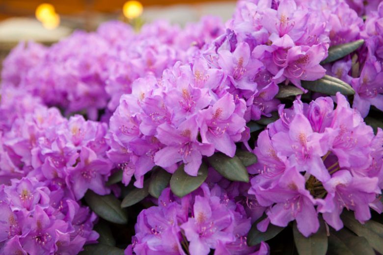 Rhododendron catawbiense, Catawba Rosebay, Purple Rhododendron, Red Laurel, Catawba Rhododendron, Mountain Rosebay, Purple Azalea, Purple Rhododendron, Purple Flowering Shrub
