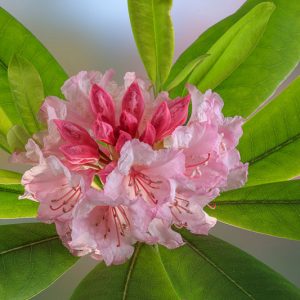 Rhododendron macrophyllum, Pacific Rhododendron, California Rhododendron, California Rosebay, Coast Rhododendron, Red Rhododendron, Rhododendron californicum, pink Rhododendron, purple Rhododendron