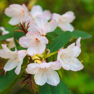 Rhododendron maximum, Great Laurel, Wild Rhododendron, Rosebay Rhododendron, White Laurel, Rosebay, Rhododendron ashleyi, pink rhododendron, pink flowering shrub