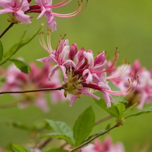 Rhododendron periclymenoides, Pink Azalea, Pinxterbloom Azalea, Pinxterflower, Azalea nudiflora, Rhododendron nudiflorum, Pink Azalea, Pink Flowering Shrub