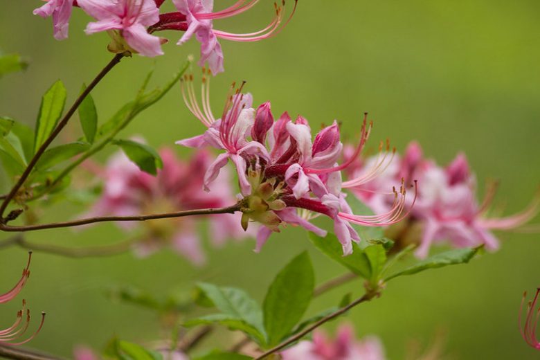 Rhododendron periclymenoides, Pink Azalea, Pinxterbloom Azalea, Pinxterflower, Azalea nudiflora, Rhododendron nudiflorum, Pink Azalea, Pink Flowering Shrub
