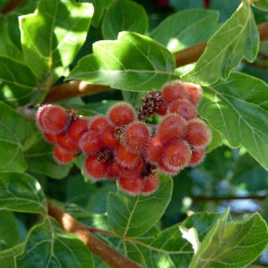 Rhus aromatica, Fragrant Sumac, Aromatic Sumac, Lemon Sumac, Polecat Bush
