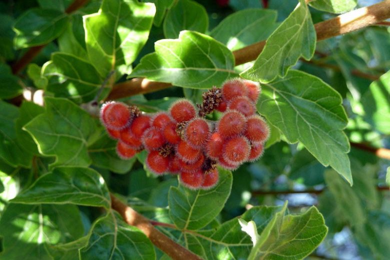 Rhus aromatica, Fragrant Sumac, Aromatic Sumac, Lemon Sumac, Polecat Bush