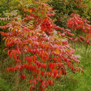Rhus copallinum, Winged Sumac, Shining Sumac, Flameleaf Sumac, Mountain Sumac, Dwarf Sumac, Wing-rib Sumac, Black Sumac, Upland Sumac