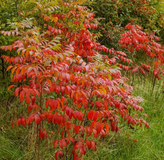 Rhus copallinum, Winged Sumac, Shining Sumac, Flameleaf Sumac, Mountain Sumac, Dwarf Sumac, Wing-rib Sumac, Black Sumac, Upland Sumac