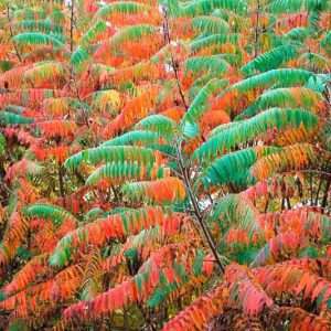 Rhus glabra, Smooth Sumac, Scarlet Sumac, Vinegar Tree, Fall color, Shrub