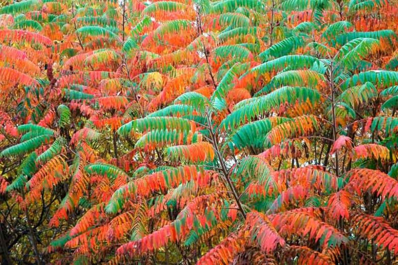 Rhus glabra, Smooth Sumac, Scarlet Sumac, Vinegar Tree, Fall color, Shrub