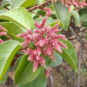 Rhus ovata, Sugar Sumac, Sugarbush, Sugar Bush