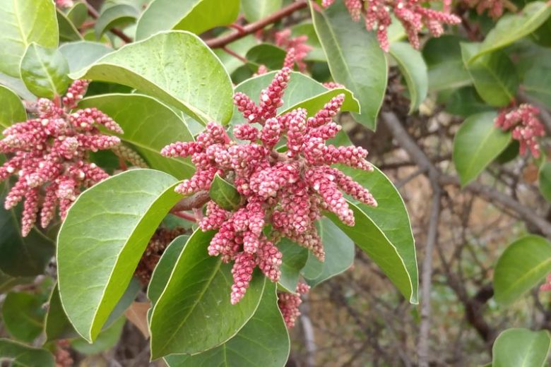 Rhus ovata, Sugar Sumac, Sugarbush, Sugar Bush