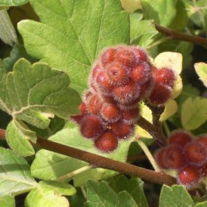 Rhus trilobata, Skunkbush, Skunkbush Sumac, Fragrant Sumac, Aromatic Sumac, Scented Sumac, Ill-scented Sumac, Basketbush, Squawbush