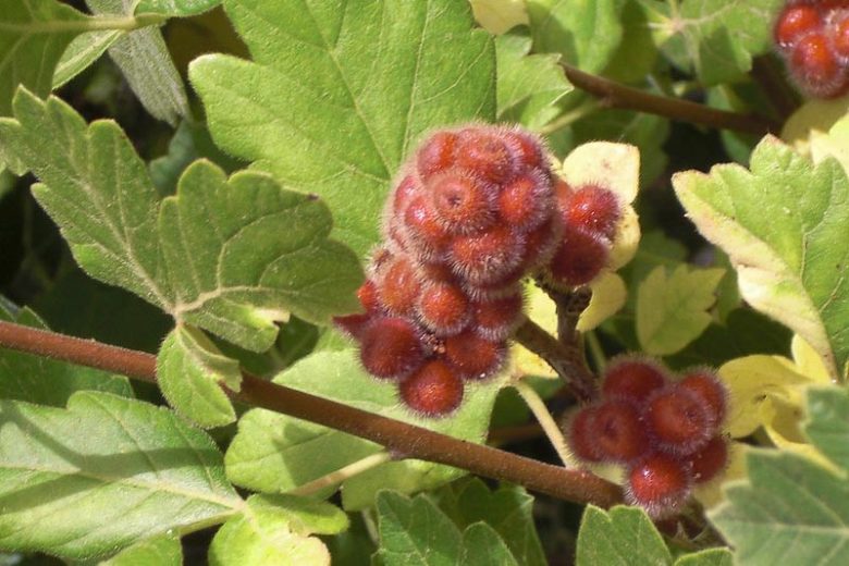 Rhus trilobata, Skunkbush, Skunkbush Sumac, Fragrant Sumac, Aromatic Sumac, Scented Sumac, Ill-scented Sumac, Basketbush, Squawbush