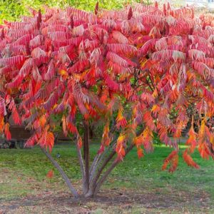 Rhus Typhina, Staghorn Sumac, Velvet Sumac, Datisca hirta, Rhus hirta, Rhus typhina var. laciniata, Fall Color