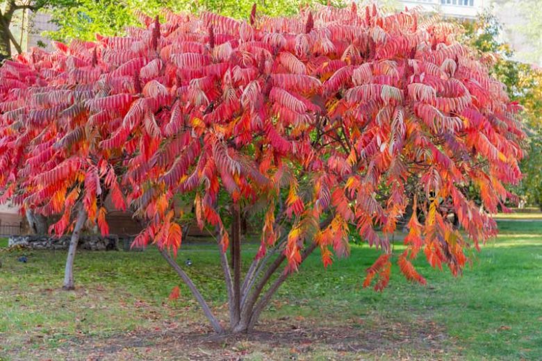 Rhus Typhina, Staghorn Sumac, Velvet Sumac, Datisca hirta, Rhus hirta, Rhus typhina var. laciniata, Fall Color