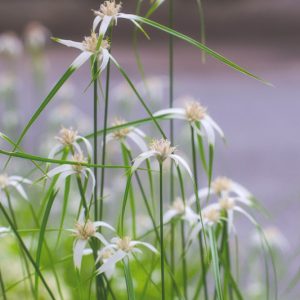 Rhynchospora colorata, Starrush Whitetop, Star Sedge, White-topped Sedge, Whitetop Sedge, Star Rush, Dichromena colorata, Rhynchospora drummondiana, Rhynchospora stellata, Schoenus coloratus, Aquatic Plants, Aquatic Grasses, Pond Plants, Pond Grasses