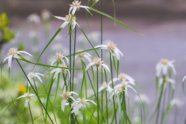 Rhynchospora colorata, Starrush Whitetop, Star Sedge, White-topped Sedge, Whitetop Sedge, Star Rush, Dichromena colorata, Rhynchospora drummondiana, Rhynchospora stellata, Schoenus coloratus, Aquatic Plants, Aquatic Grasses, Pond Plants, Pond Grasses