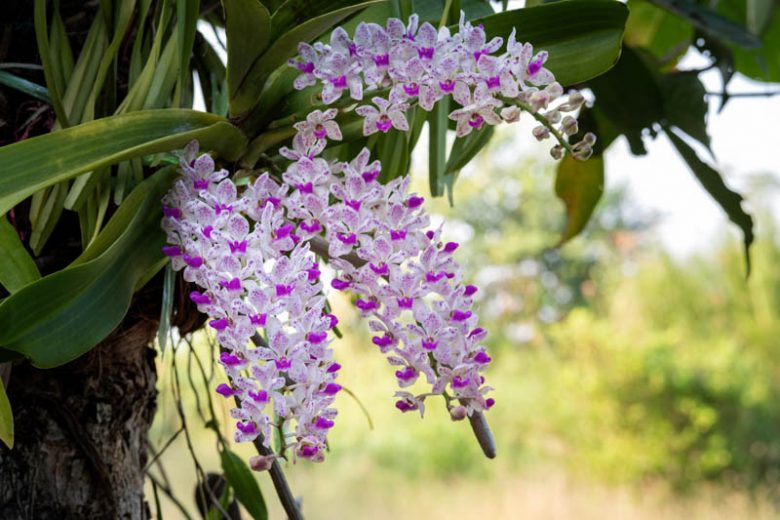 Rhynchostylis gigantea, Giant Rhynchostylis, Purple Orchids, Fragrant Orchids, Easy Orchids, Easy to Grow Orchids