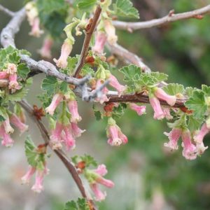 Ribes cereum, Wax Currant, White Squaw Currant, Western Red Currant, Shrub with fall color, fall color, shrub with berries