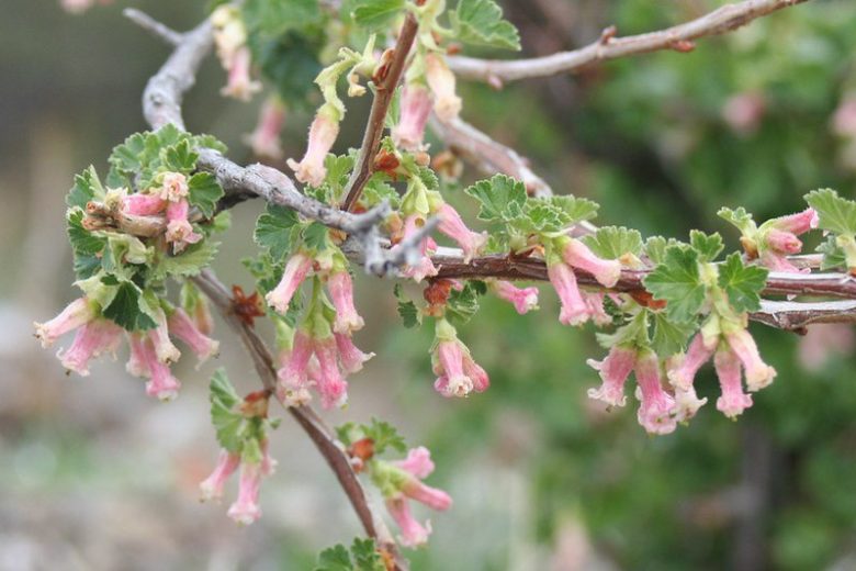 Ribes cereum, Wax Currant, White Squaw Currant, Western Red Currant, Shrub with fall color, fall color, shrub with berries
