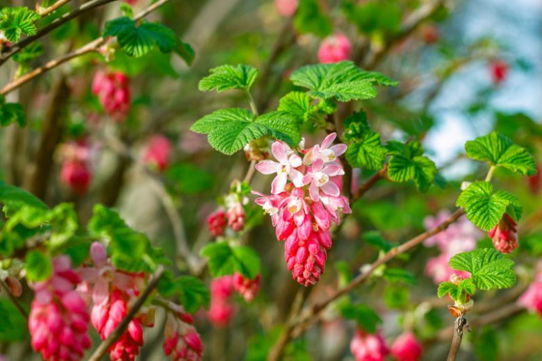 Ribes sanguineum, Redflower Currant, Blood Currant, Pink-flowered Currant, Red Flowering Currant, Black Berries, Black Currants, Red Flowers, flowering shrub