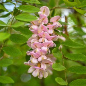 Robinia hispida, Bristly Locust, Standing Sweet Pea, Rose Acacia, Moss Locust, Purple Locust, Locust, Lavender Locust