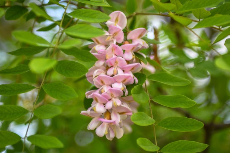 Robinia hispida, Bristly Locust, Standing Sweet Pea, Rose Acacia, Moss Locust, Purple Locust, Locust, Lavender Locust