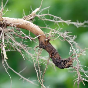 Crown rot