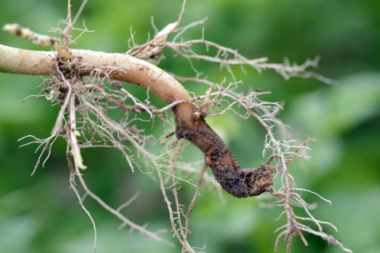 Crown rot