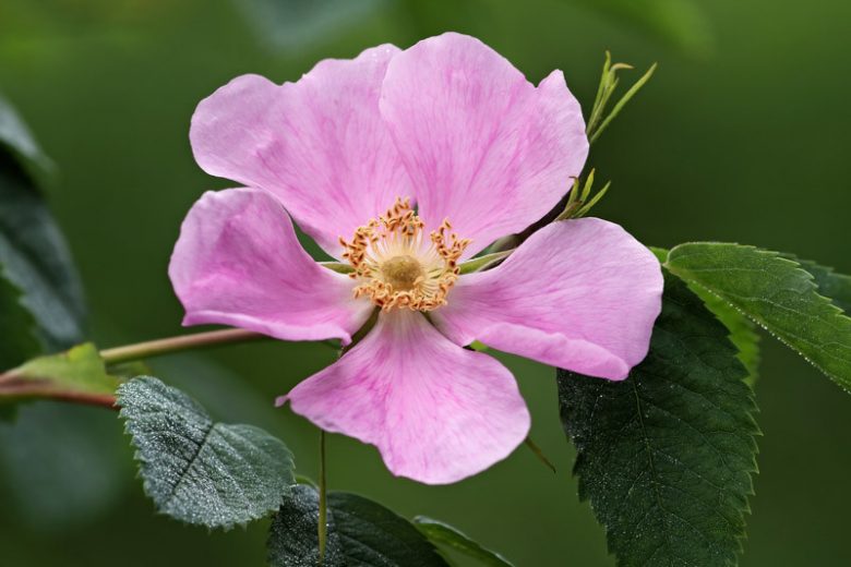 Rosa acicularis, Prickly Rose, Wild Rose, Arctic Rose, Circumpolar Rose, Prickly Wild Rose, Wild Roses, Shrub Roses, pink roses, Hardy roses