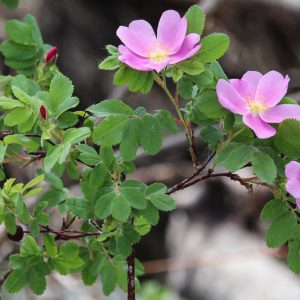 Rosa arkansana, Arkansas Rose, Shrub Roses, Pink roses, Hardy roses