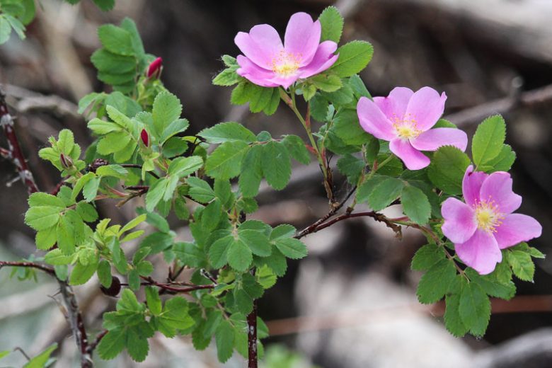 Rosa arkansana, Arkansas Rose, Shrub Roses, Pink roses, Hardy roses